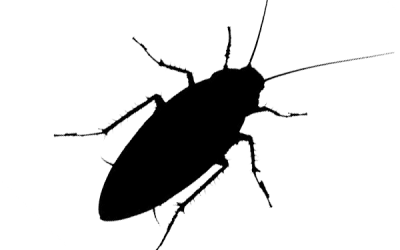 Élimination de blattes, cafards et fourmis