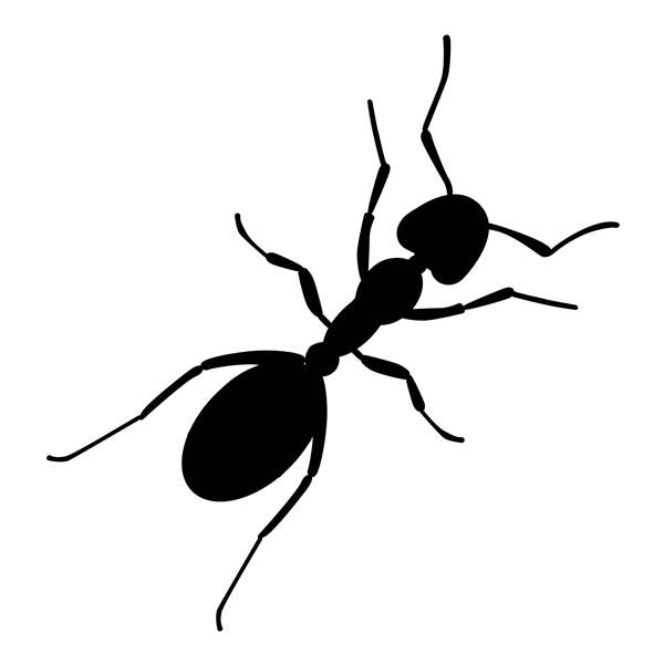 Les fourmis - Gapeau Anti-nuisible