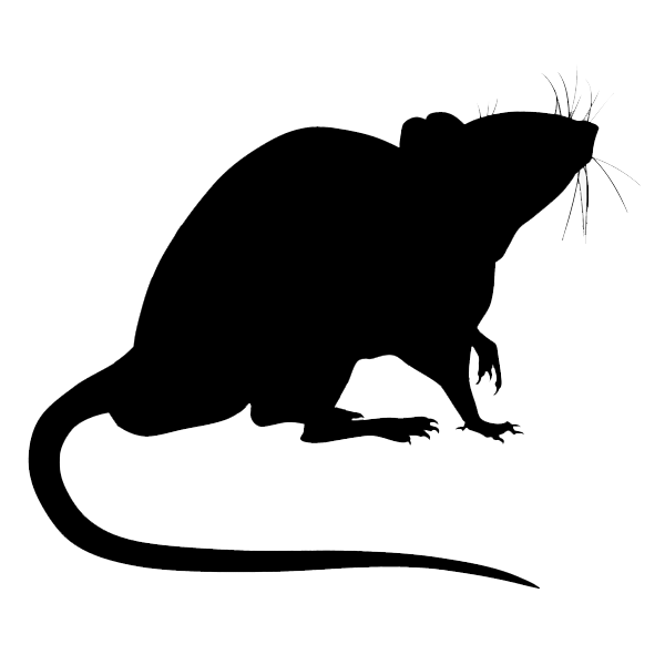 Les rats - Gapeau Anti-nuisible
