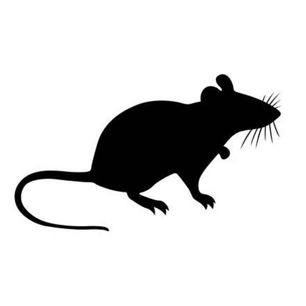 Rats et souris