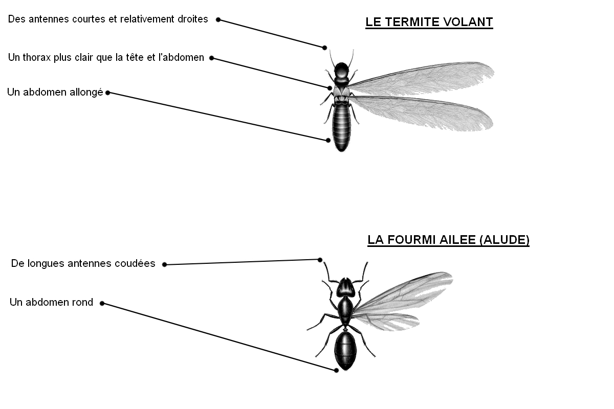 Illustration d'un termite volant et d'une fourmi ailée afin de différencier les deux espèces